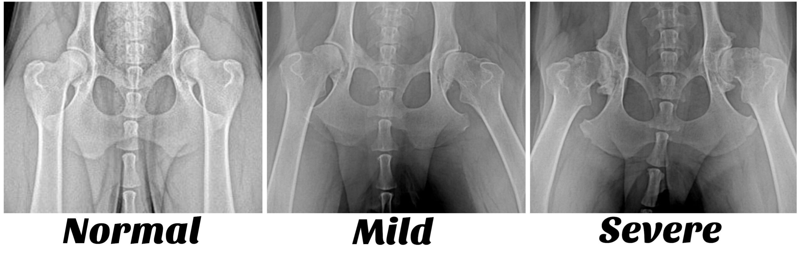 image1-3 hip displaysia