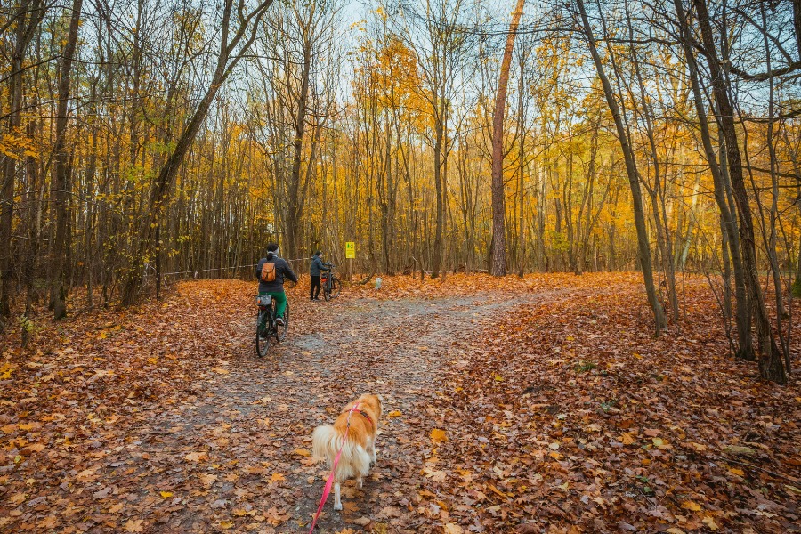 Autumn Bicycle Ride Through Forest Trail