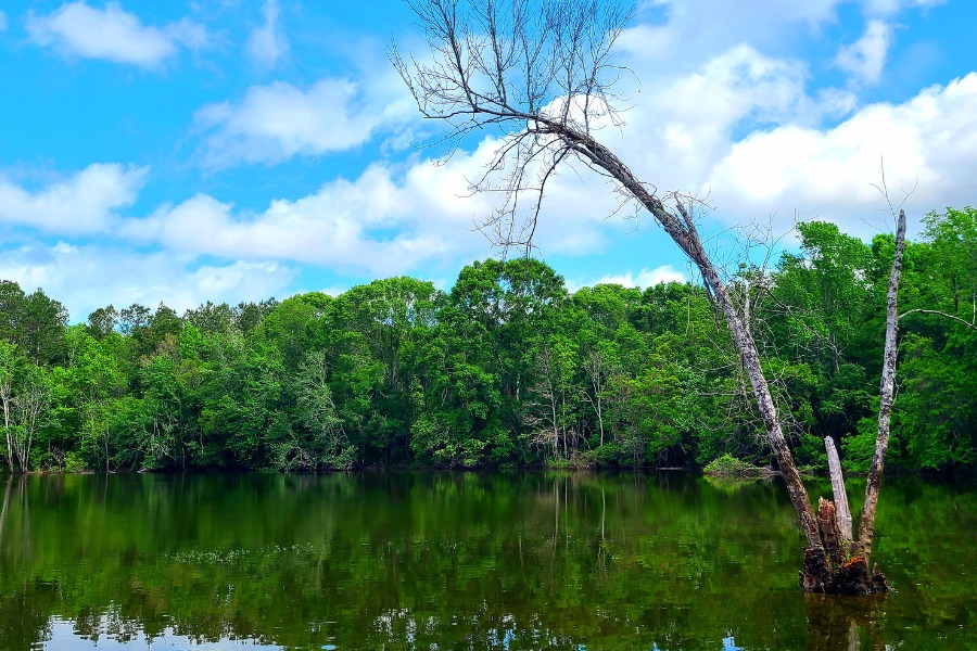 Springtime in the Louisiana Wetlands